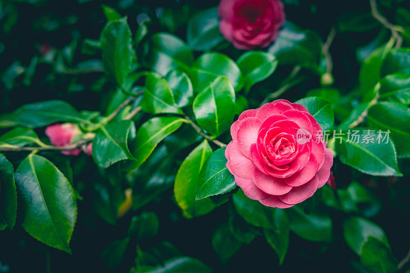 山茶花/日本山茶花